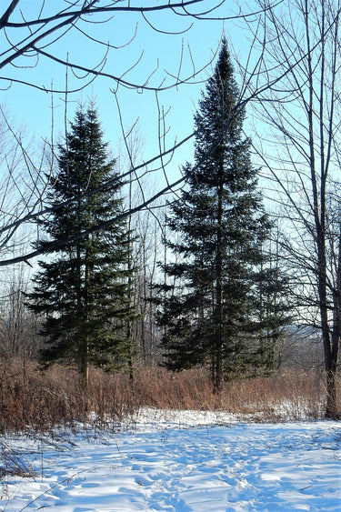30 BALSAM FIR Tree Abies Balsamea Christmas Tree Silver Pine Canadian Fir Native Evergreen Seeds